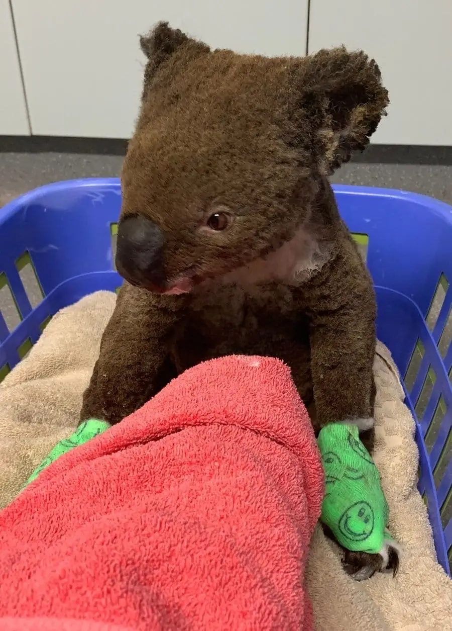 Paul the Koala